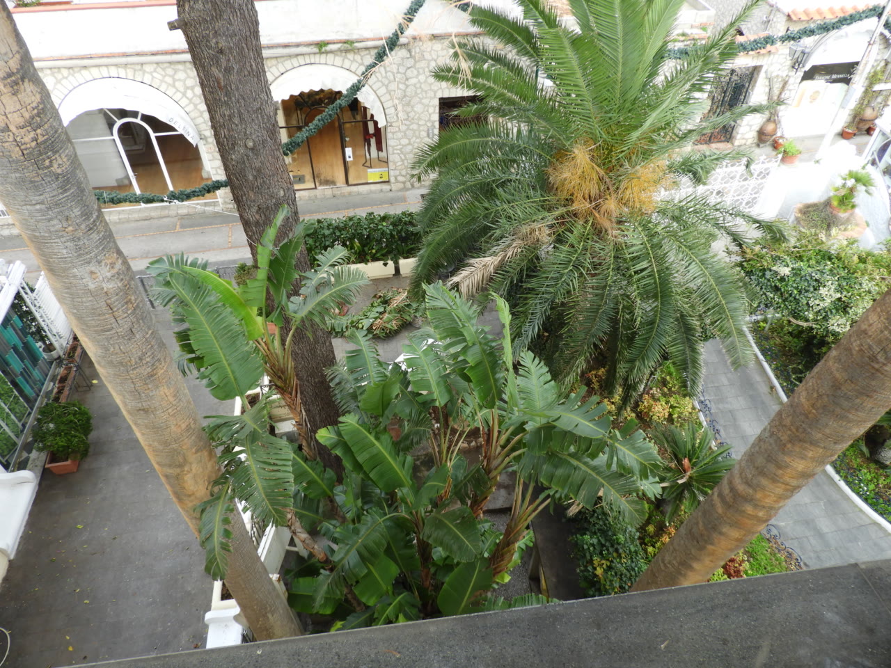 Tropical garden among the streets of Capri